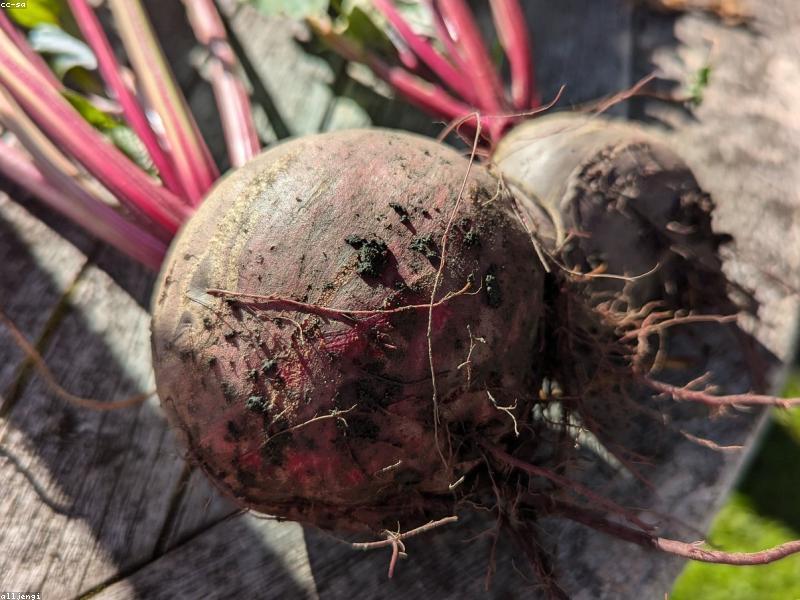 Golden Beets