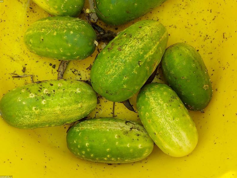 Baby Cucumbers